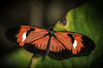 Картинка животные бабочки +мотыльки +моли бабочка