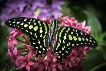 Картинка животные бабочки +мотыльки +моли бабочка