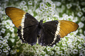 Картинка животные бабочки +мотыльки +моли бабочка