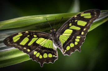 Картинка животные бабочки +мотыльки +моли бабочка