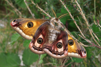 Картинка животные бабочки +мотыльки +моли бабочка