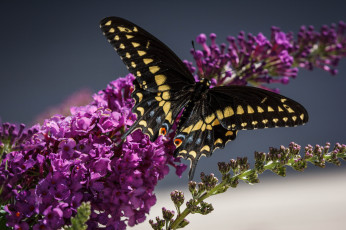 Картинка животные бабочки +мотыльки +моли бабочка