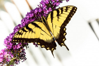 Картинка животные бабочки +мотыльки +моли бабочка