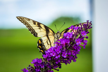Картинка животные бабочки +мотыльки +моли бабочка