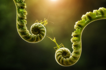 Картинка животные богомолы свет макро фон растения богомол