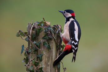 Картинка животные дятлы птичка