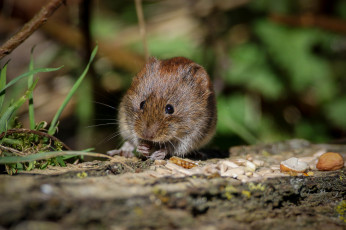 Картинка животные крысы +мыши мышка