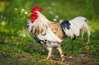 Картинка животные куры +петухи петух