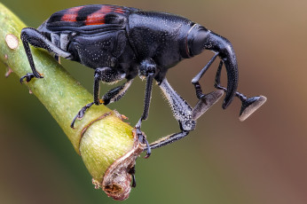 Картинка животные насекомые жук