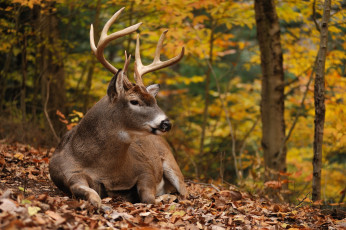 Картинка животные олени olenina