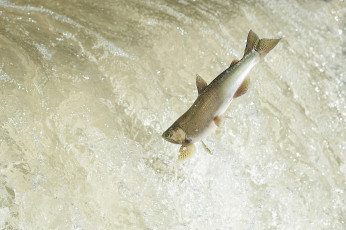 Картинка животные рыбы рыбка