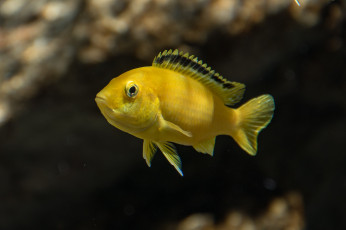 Картинка животные рыбы рыбка