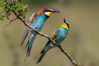 Картинка животные щурки+ пчелоеды птичка