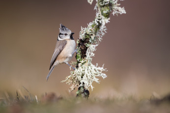 Картинка животные синицы +лазоревки птичка