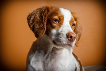 Картинка животные собаки песики