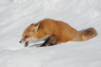 Картинка животные лисы лисичка