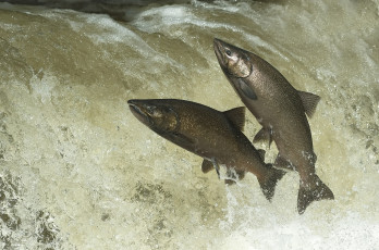 Картинка животные рыбы рыбка