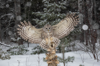 Картинка животные совы птичка