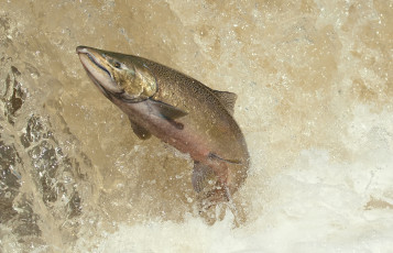 Картинка животные рыбы рыбка