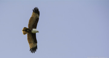 Картинка животные птицы+-+хищники небо полёт свобода хищник крылья коршун высота птица