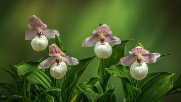 Картинка цветы орхидеи башмачок желтоватый cypripedium flavum циприпедиум флавум