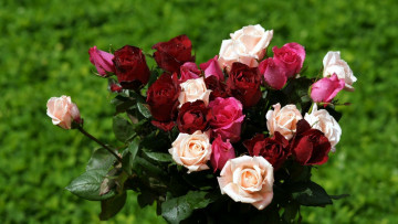 Картинка цветы розы бутоны