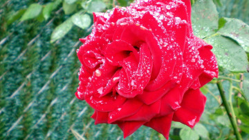 Картинка цветы розы капли макро