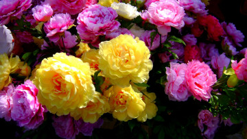 Картинка цветы розы много