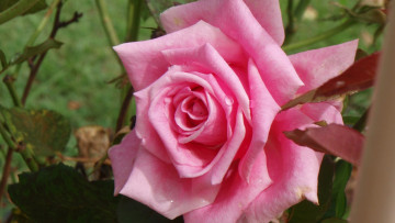 Картинка цветы розы розовый