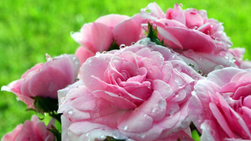 Картинка цветы розы розовый