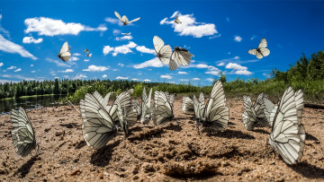 Картинка животные бабочки +мотыльки +моли фон