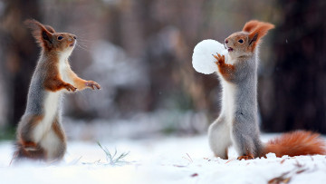 Картинка животные белки снег