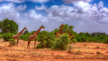 Картинка животные жирафы саванна