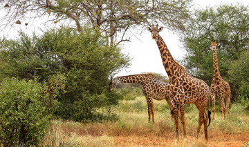 Картинка животные жирафы саванна