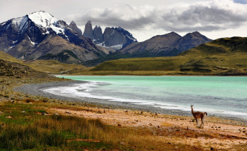 Картинка животные ламы горы тучи берег река гуанако