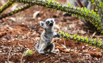 Картинка животные лемуры кольцехвостый лемур детеныш иглы