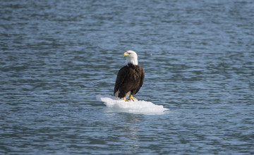 Картинка животные птицы+-+хищники льдина белоголовый орлан море