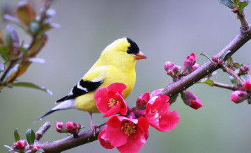 Картинка животные щеглы +чижи американский щегол птица желтый айва ветка цветение