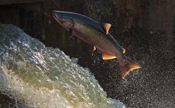 Картинка животные рыбы рыбка