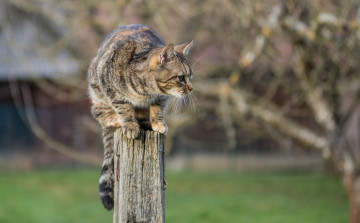 Картинка животные коты киса