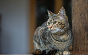 Картинка животные коты киса