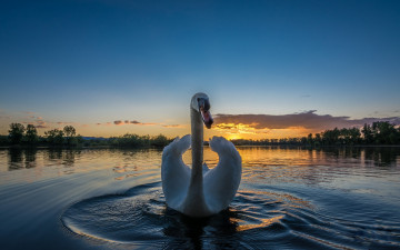 Картинка животные лебеди птичка