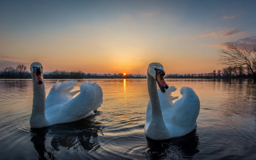 Картинка животные лебеди птичка