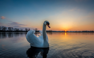 Картинка животные лебеди птичка