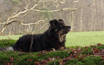 Картинка животные собаки взгляд собака