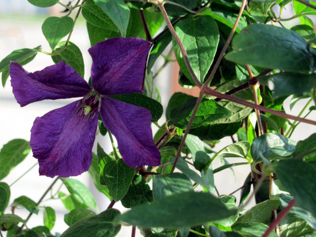 Обои картинки фото цветы, клематис , ломонос, лиловый