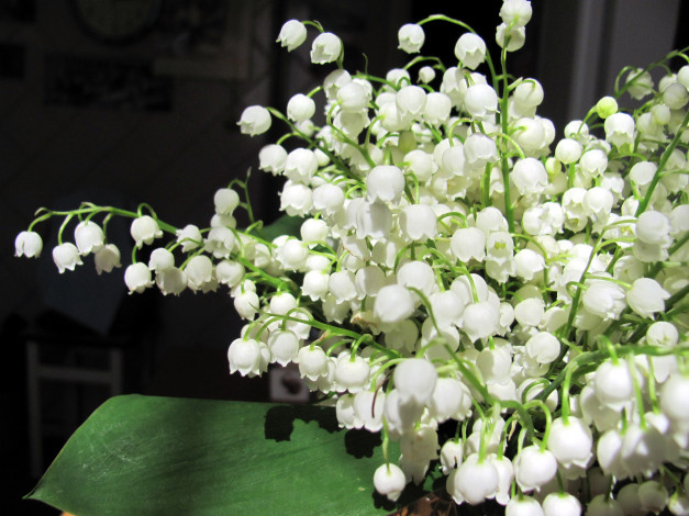 Обои картинки фото цветы, ландыши, майский