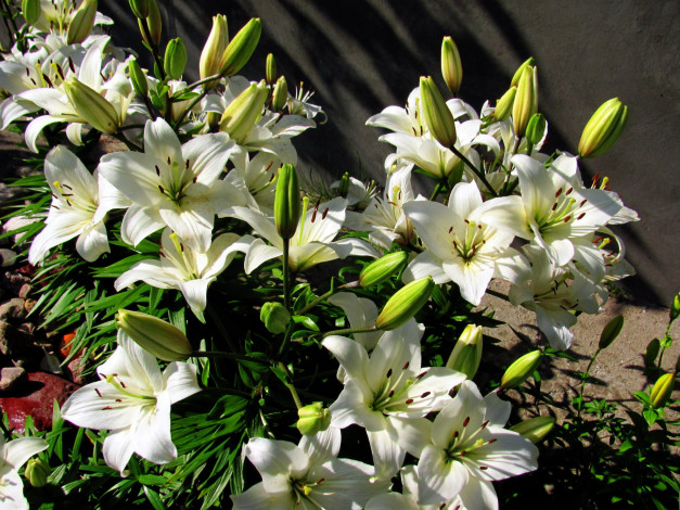 Обои картинки фото цветы, лилии,  лилейники, белый, много