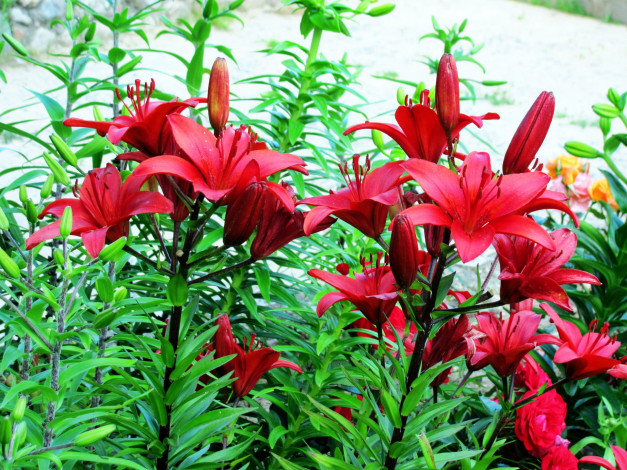 Обои картинки фото цветы, лилии,  лилейники, бордо