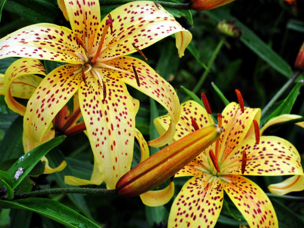 Обои картинки фото цветы, лилии,  лилейники, тигровая